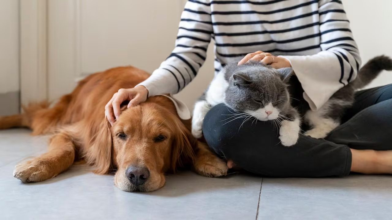 Pet Sitting and Dog Walking
